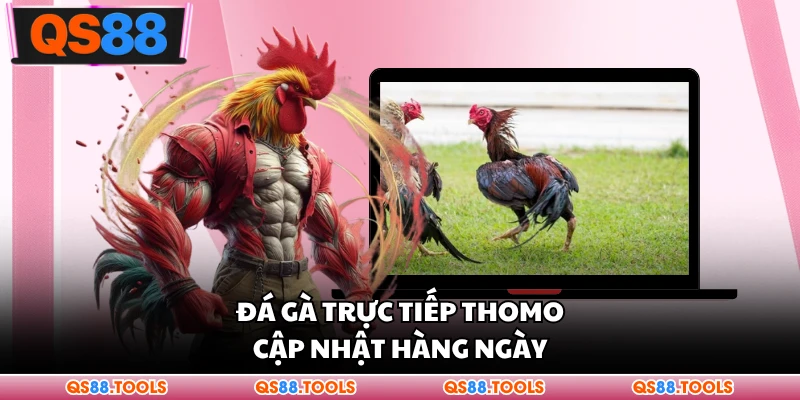 Đá gà trực tiếp Thomo cập nhật hàng ngày